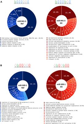 Analysis of miRNA rare variants in amyotrophic lateral sclerosis and in silico prediction of their biological effects